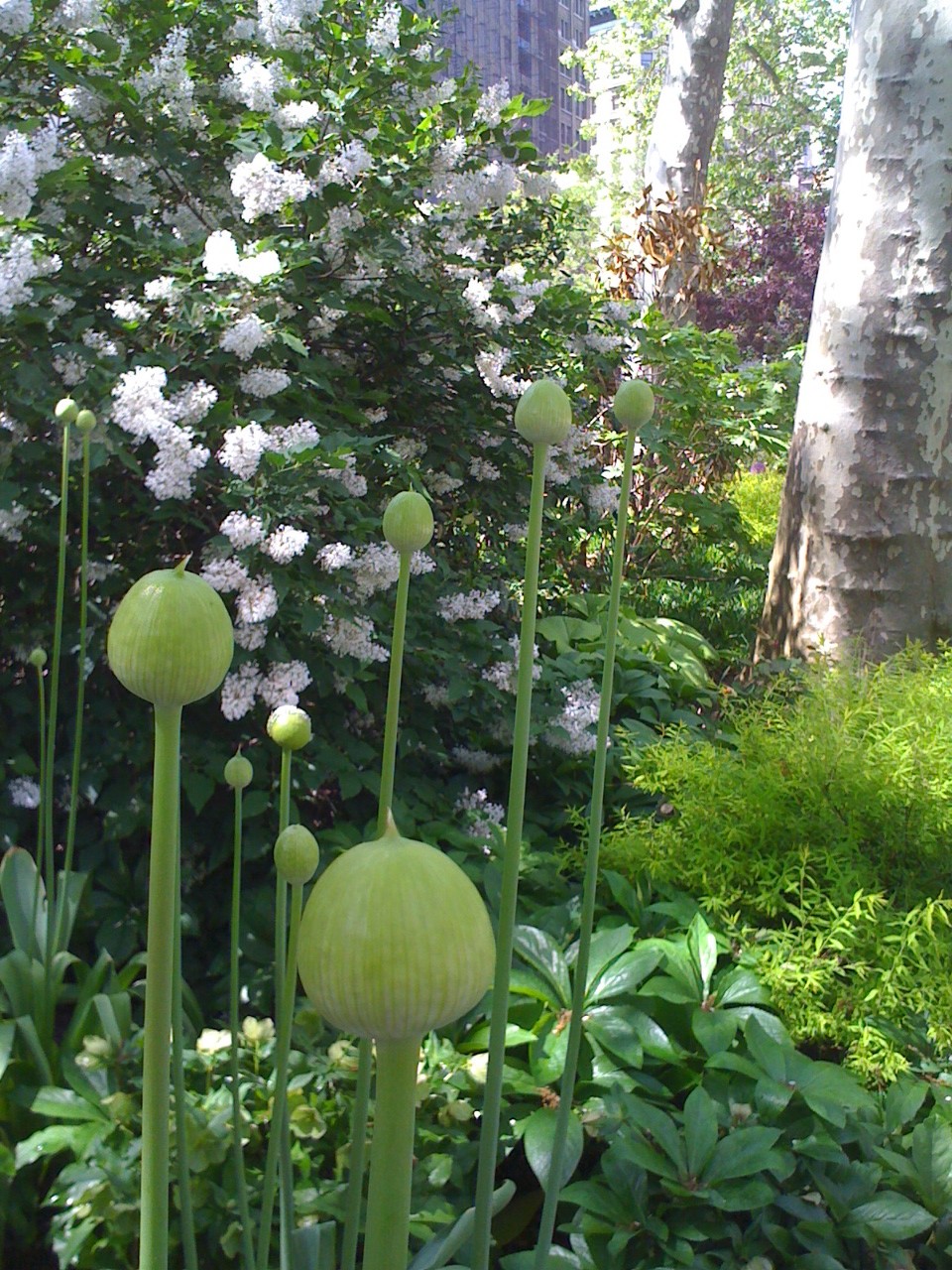 Photo449-Green-Blooms-e1416709341144.jpg